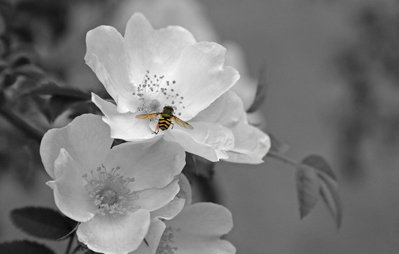 1100W Pollination Picture Prime Infrared Heating Panel 1100 x 700 - Electric Wall Panel Heater