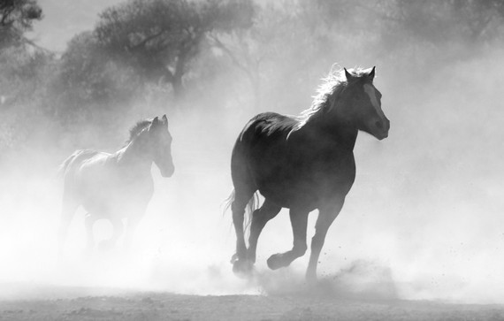 1100W Galloping Stallions Picture Prime Infrared Heating Panel 1100 x 700 - Electric Wall Panel Heater