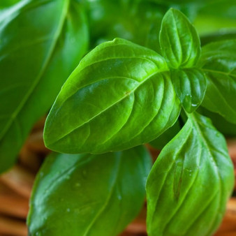 Basil Infused Olive Oil