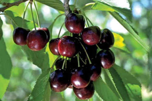 Black Cherry Balsamic Vinegar Black Cherry Balsamic Vinegar