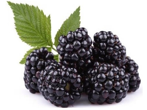 Blackberry Ginger Balsamic Vinegar Blackberry Ginger Balsamic Vinegar
