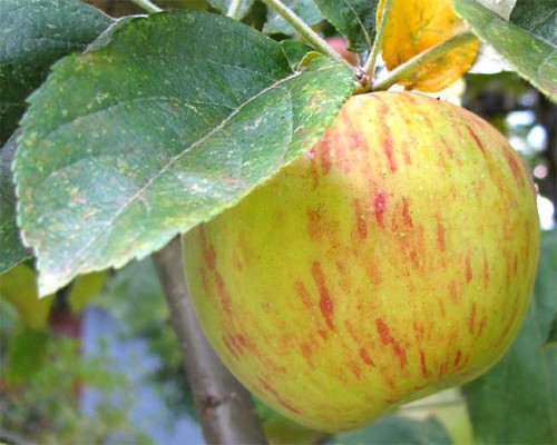 Gravenstein Green Apple Balsamic Vinegar Gravenstein Green Apple Balsamic Vinegar