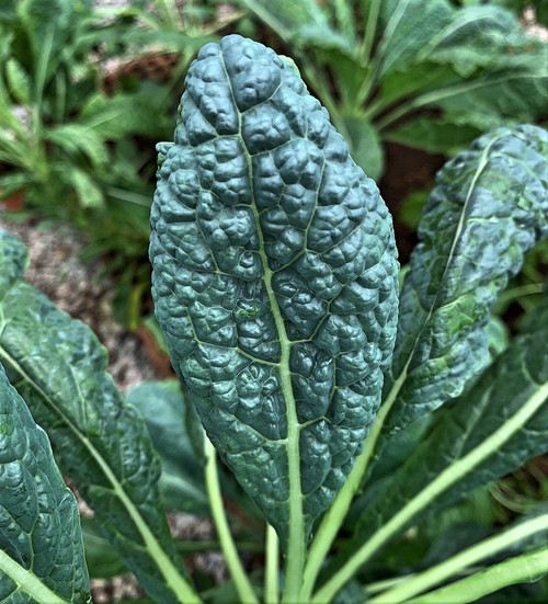 Fresh, Local Salad Greens Fresh, Local Salad Greens