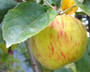 Gravenstein Green Apple Balsamic Vinegar