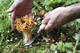 Opinel No.08 Mushroom Knife - Oak Wood Handle with Sheath