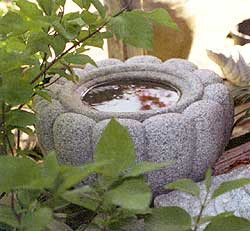 KIKU BASIN