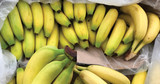 Gas Analysis Instruments for Pre-Harvest and Post-Harvest 