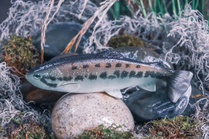 DEFIANT - 210 8.25" SWIMBAIT BLACK BASS DEFIANT - 210 8.25" SWIMBAIT BLACK BASS