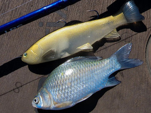 DEFIANT - 210 8.25" SWIMBAIT GHOST CARP DEFIANT - 210 8.25" SWIMBAIT GHOST CARP