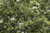 Olive Green Fine Leaf Foliage F1133