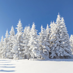 Backcountry Bound: Should You Pick AT or Downhill Skis? 