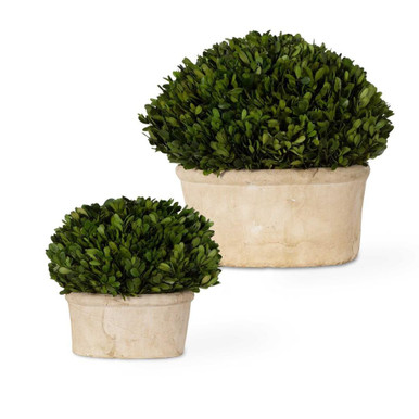 Preserved Boxwood 14 Inch Oval Dome Topiary (Set of 2) by Uttermost - 60107