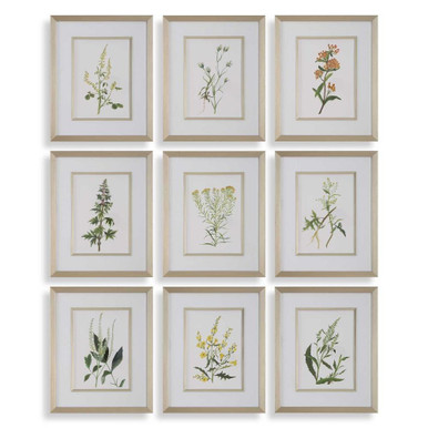 Botanical Flowers 17.38 Inch Framed Print (Set of 9) by Uttermost - 32339