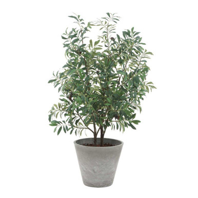 Marisol Potted Olive Plant 45.25 Inch Tall and 28.5 Inch Wide by Uttermost - 60268