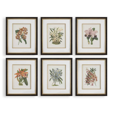 Botanical Framed Print (Set of 6) 24.5 Inch Tall by BSH - 208-BEL-5325721