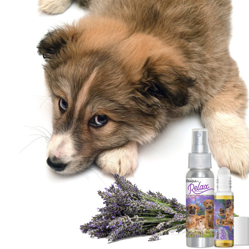 Blissful Dog Relax Dog Aromatherapy Calming Spray & Roll-On