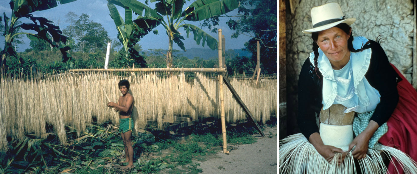 Vintage Picture of Man Drying Paja Toquilla Straw near Esmeraldas Ecaudor. Vintage Picture of Woman hand weaving Paja Toquilla Straw into Panama Body, Ecuador.