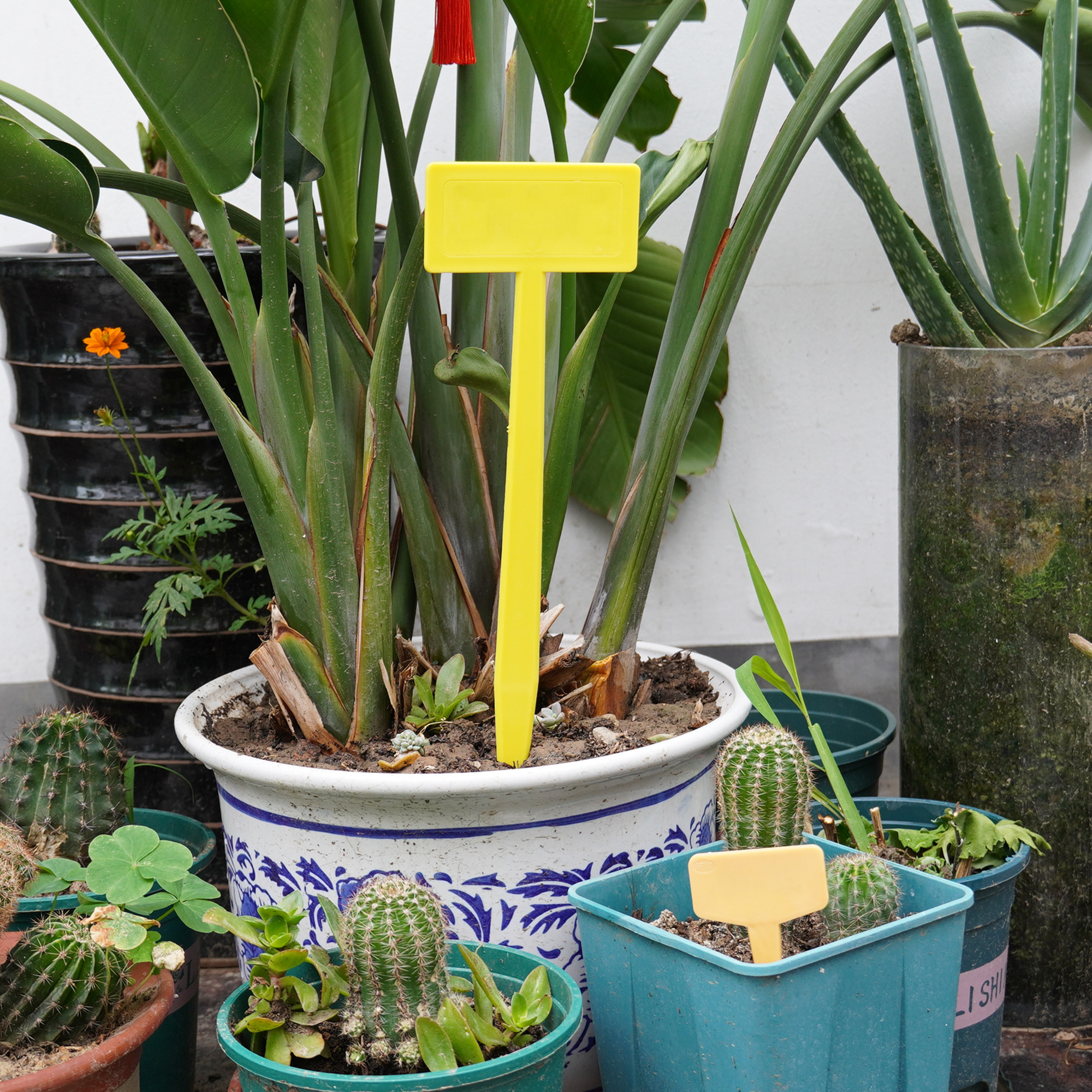 plt02-5-.jpg plt02-5-.jpg