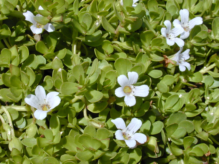 Bacopa Monniera