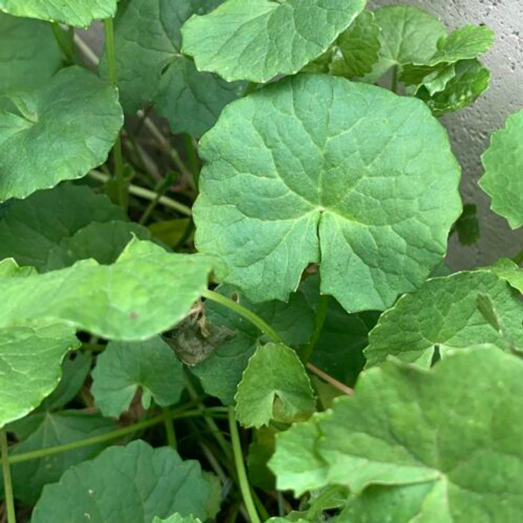 Centella asiatica Gotu Kola