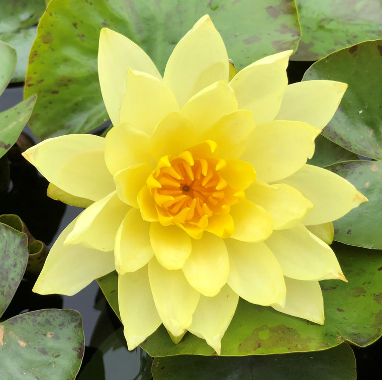 Water lily Hardy Yellow
