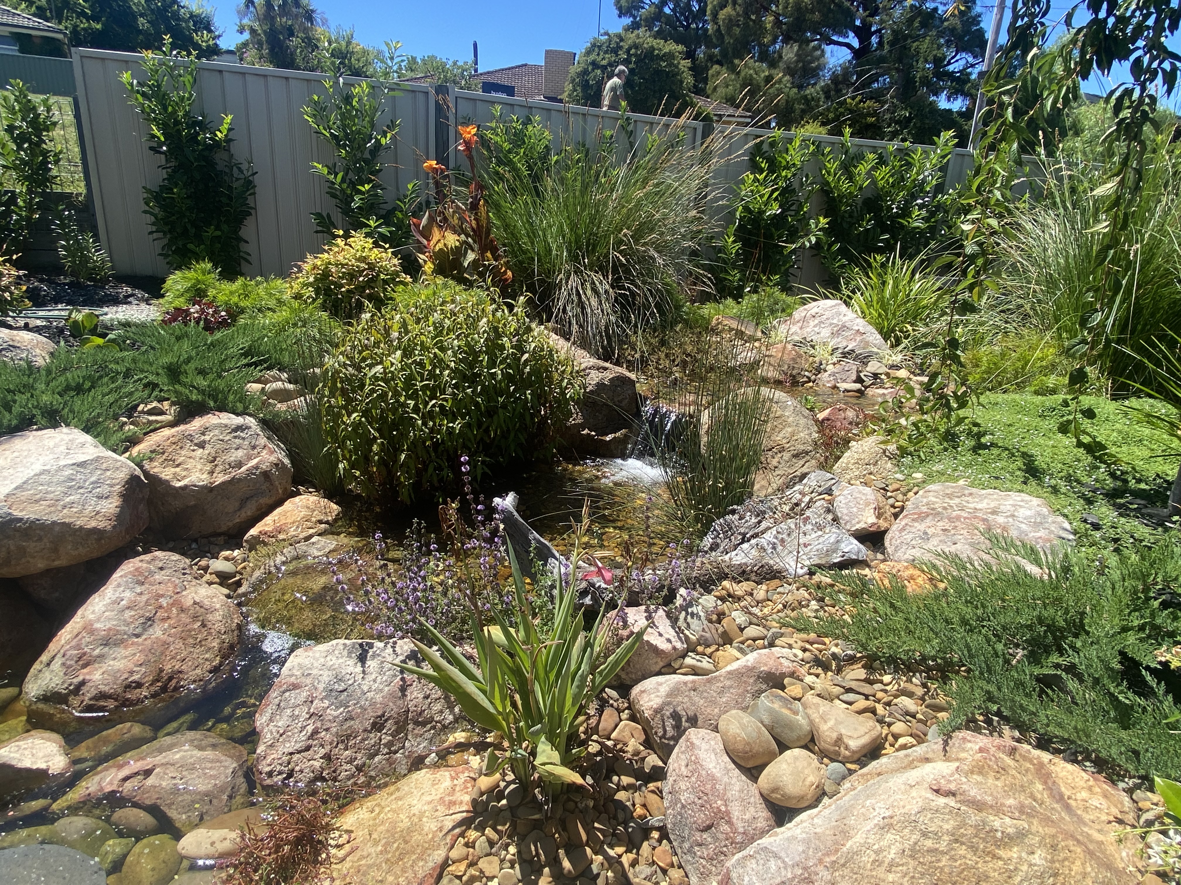 Backyard Pond