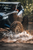 Carnivore RT Tire