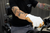 BILTWELL - Borrego Gloves - Cement
