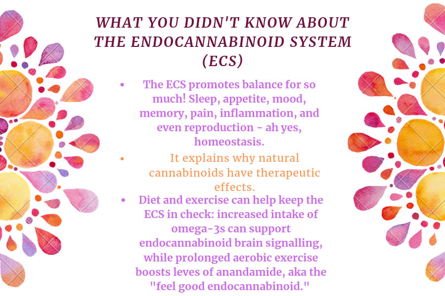 What You Didn't Know About The Endocannabinoid System ECS