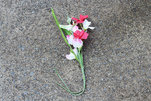 Floral Garden Gladiolus- Red/White/Pink