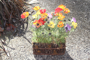 Realistic Garden Pansies Bouquet