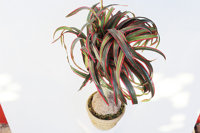 24" Life-Like Exotic Caudiciform Bulb Plant