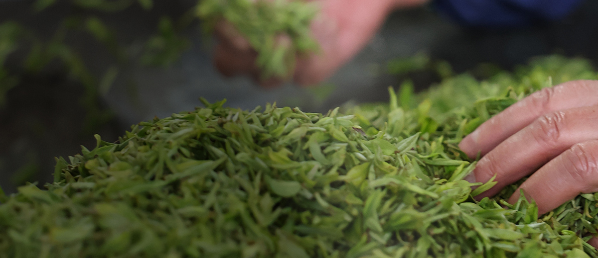 Hands sorting fresh tea leaves