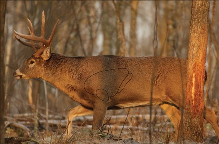B/c Target Eze-scorer 23"x35" - Whitetail Deer 2 Targets
