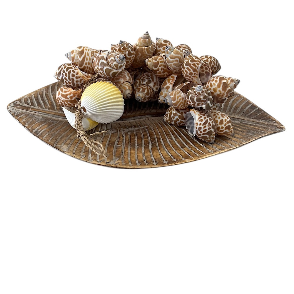 Babylon Seashell Strand: 30cm table top or wall hanging decor featuring a variety of natural seashells, adding coastal elegance and versatility to your home.  Wood carved plate is not included.