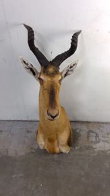 April Taxidermy & Sportsman's Auction