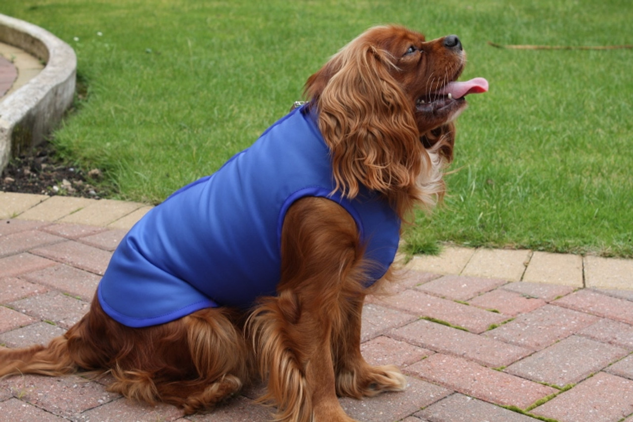 cocker spaniel dog jumper