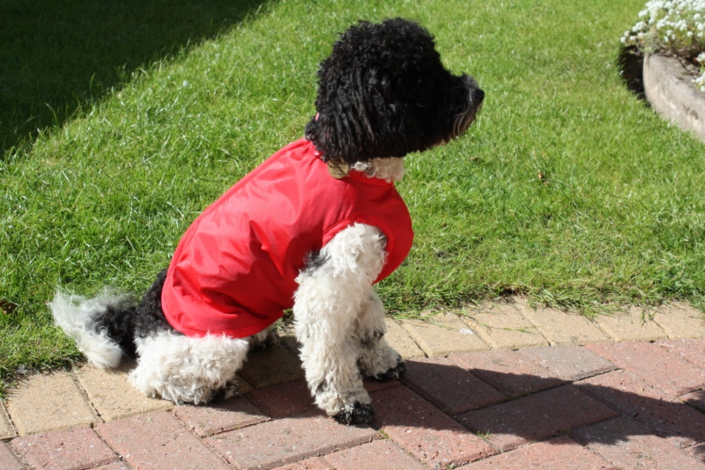 Step In Waterproof Dog Coat Handmade in the UK Doggie Coats