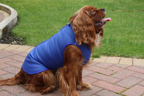 Step in waterproof dog coat blue