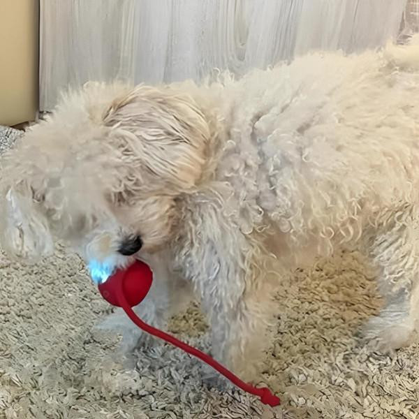 Interactive Toy for Cats and Dogs – Smart Interactive Ball Interactive Toy for Cats and Dogs – Smart Interactive Ball zaxx