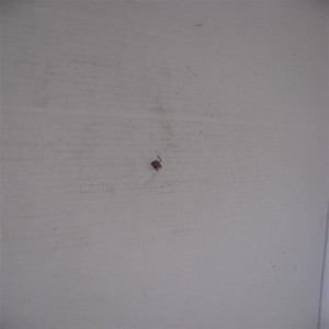 Genuine Tecumseh   SPRING  Part# 590475