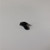 Genuine Kohler SCREW, THREAD FORMING Part # M-545013-S