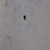 Genuine OEM Kohler SCREW part# 46 086 04-S