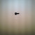Genuine OEM Kohler SCREW SELF-DRILLING TAPPING Part# 25 086 46-S