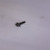 Genuine OEM Kohler SCREW THREAD FORMING Part# 25 086 651-S