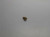 Genuine echo Part SCREW 4 X 12 90024204012