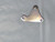 Genuine Toro PIVOT PLATE ASM Part# 55-9570