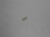 Genuine echo Part SPRING, COIL 12436721330