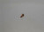 Genuine echo Part SCREW 12311440630