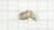 Genuine echo Part CATCHER, CHAIN C310000010